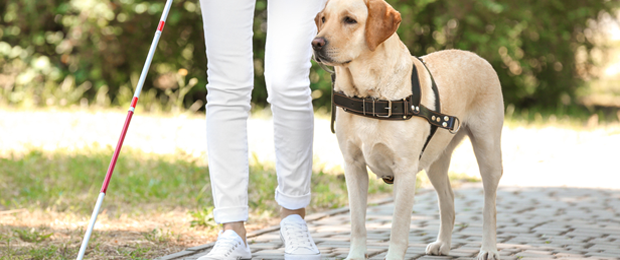 Guide dog accompanying a blind person